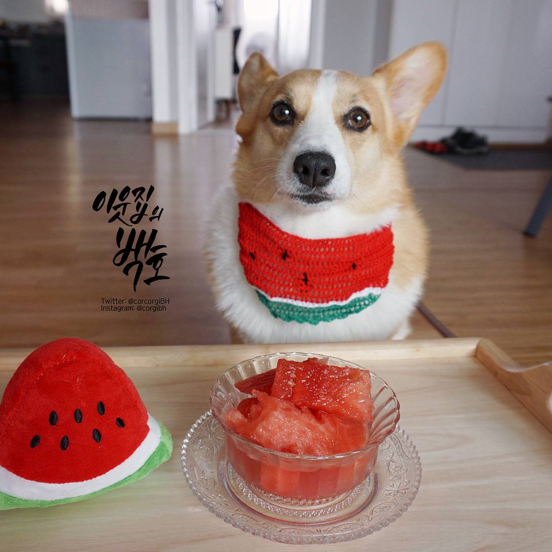 수박맛에 눈돌아간 웰시코기 백호.jpg | 인스티즈