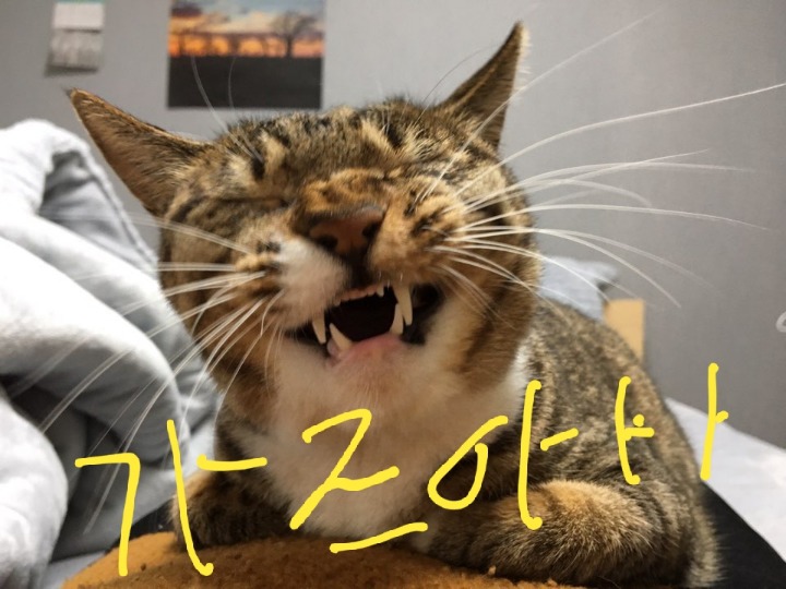 냐아아ㅏㅏㅏㅏㅏㅏㅏㅏㅏㅇ | 인스티즈