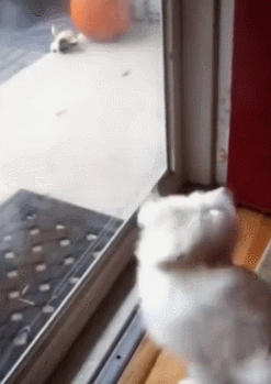 사람들이 강아지를 키우는 이유.gif | 인스티즈