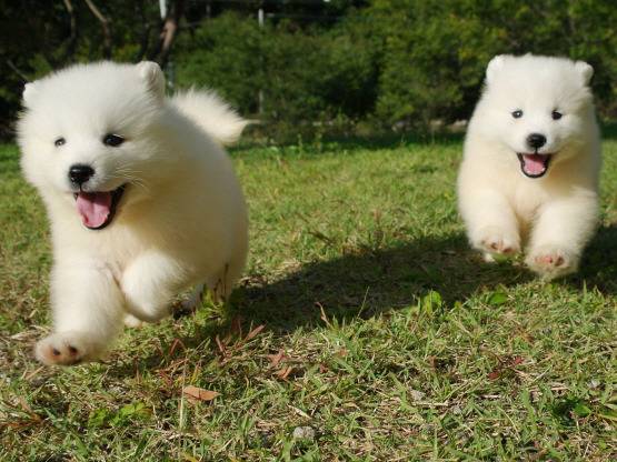 대형견들의 아기때 모습 | 인스티즈