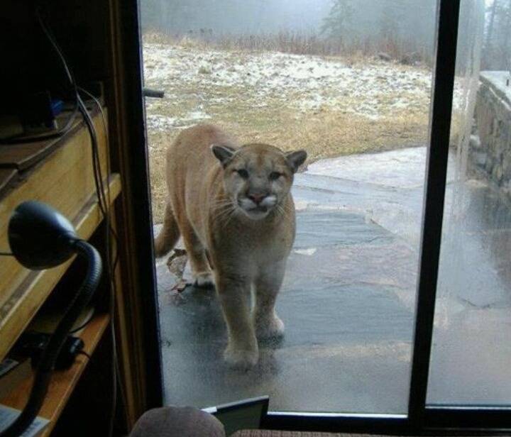 이 맹수들중에 한마리를 키워야한다면? | 인스티즈