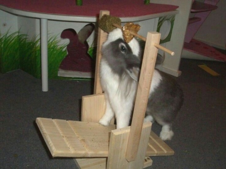 예쁜 토끼장과 토끼용품들 | 인스티즈