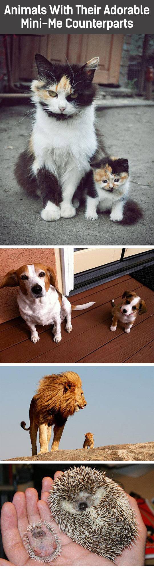 자신의 미니미들과 함께 찍은 부모동물들 | 인스티즈