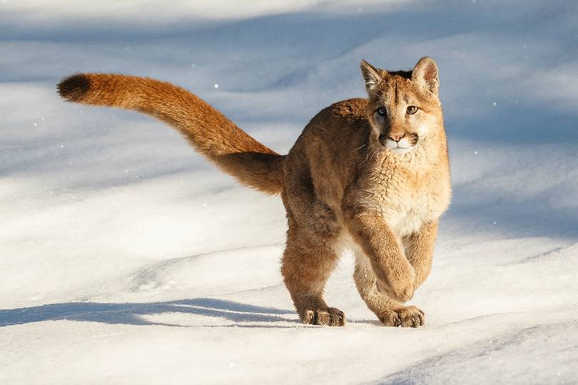 맹수들의 카리스마 넘치는 모습들 | 인스티즈
