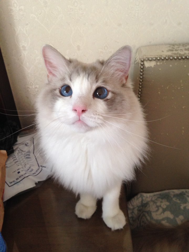 잘생겼지만 큰 고양이 | 인스티즈