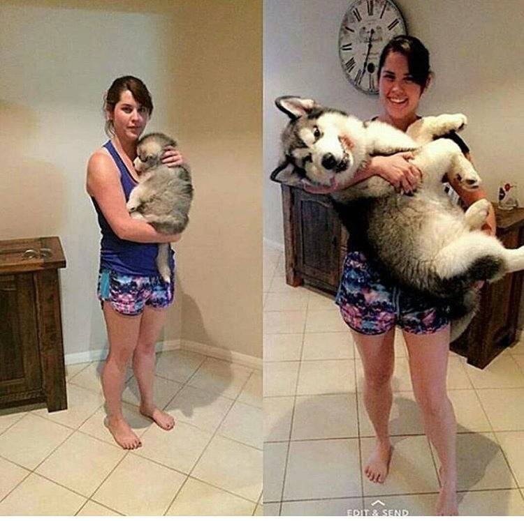 대형견의 매력❤️ (feat.성장과정) | 인스티즈