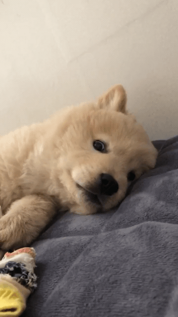 [대화가필요한개냥] 나인뮤지스 경리와 사랑스러운 반려견 시로.jpg | 인스티즈