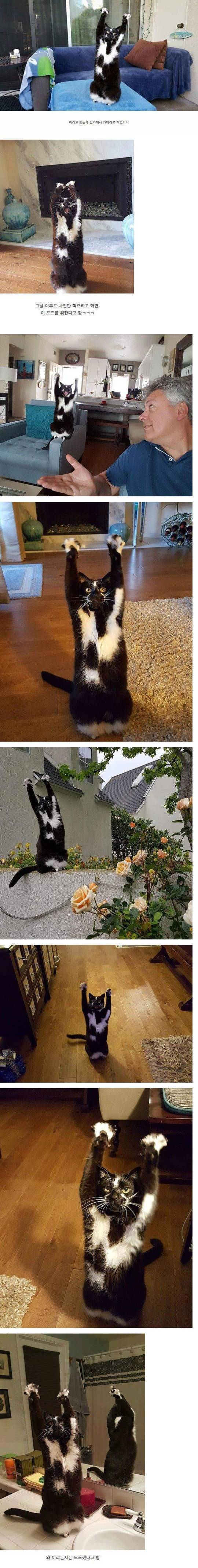 만세하는 고양이 | 인스티즈