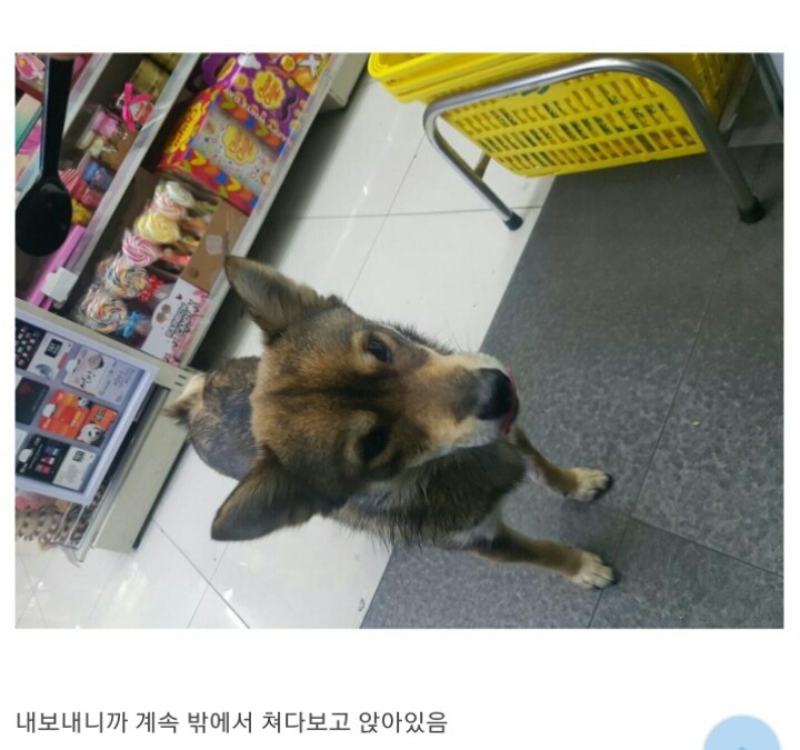 편의점에 찾아온 댕댕이 | 인스티즈
