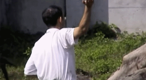 술 취해서 사자우리 들어간 대만 남자 (혐오주의) | 인스티즈