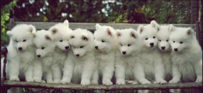 대형견들의 아기때 모습 | 인스티즈