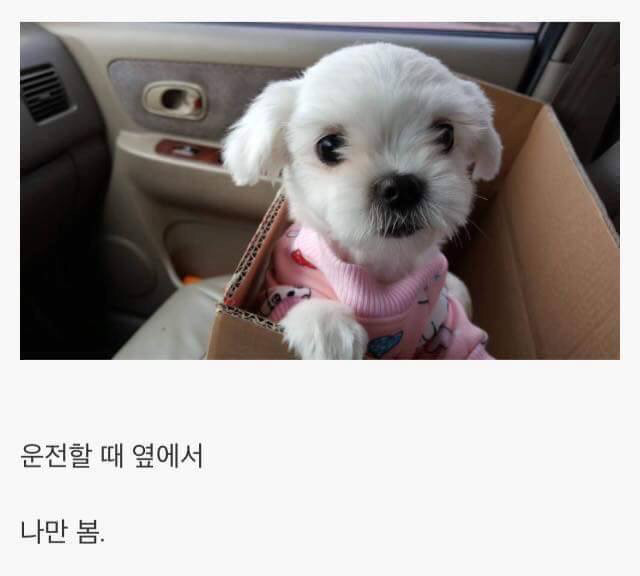 강아지를 키우면 생기는 일.jpg | 인스티즈
