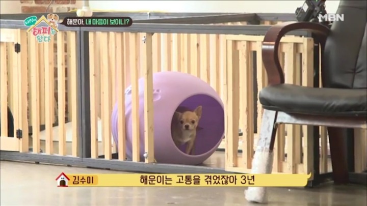 [우리집에해피가왔다] 졸린 척 하는 강아지 해운이.jpgif | 인스티즈