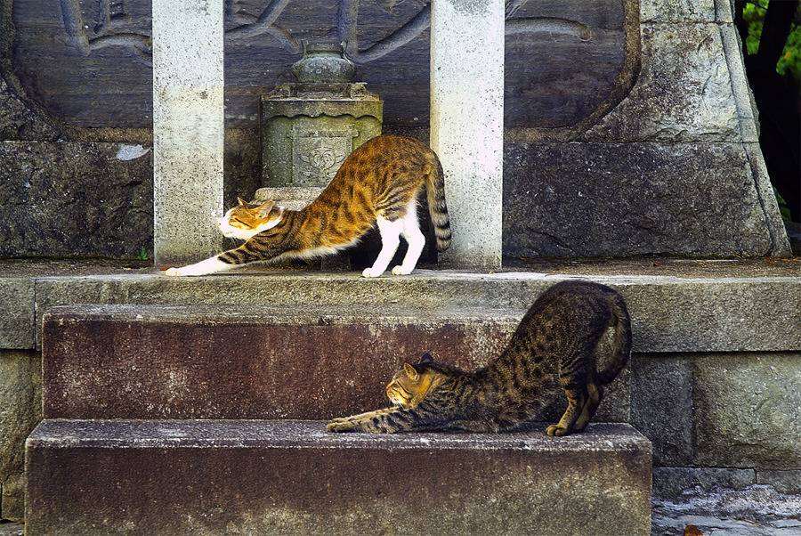 보고 따라하라냥 | 인스티즈