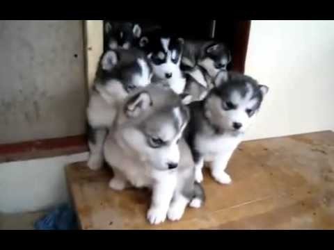 대형견들의 아기때 모습 | 인스티즈