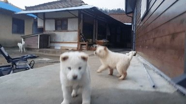 시골강아지의 위험성 | 인스티즈