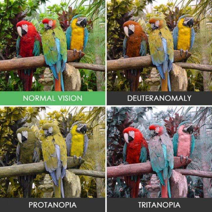 색각 이상인들이 보는 세상 | 인스티즈