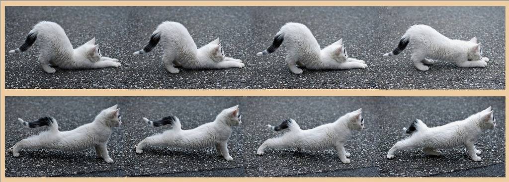 보고 따라하라냥 | 인스티즈