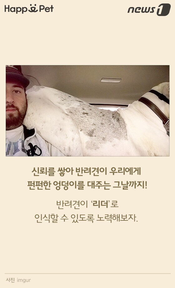 멍멍이가 펑퍼짐한 엉덩이를 들이민다고요? | 인스티즈