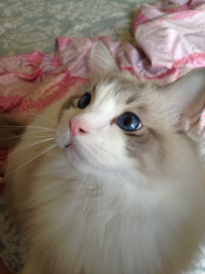 잘생겼지만 큰 고양이 | 인스티즈