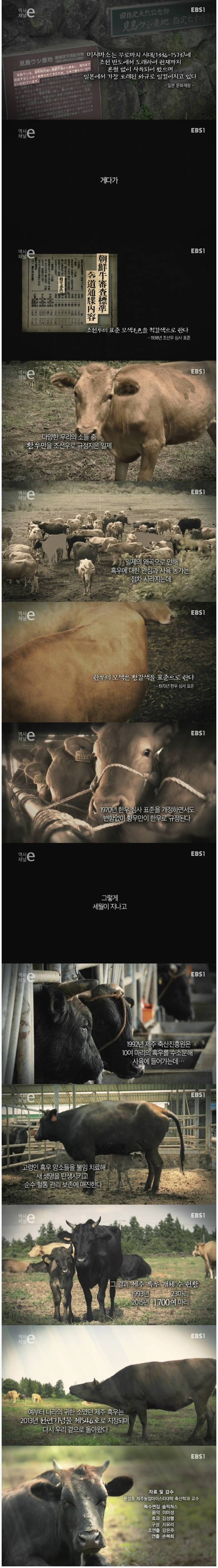 일본이 강탈해간 한국토종 흑우 | 인스티즈