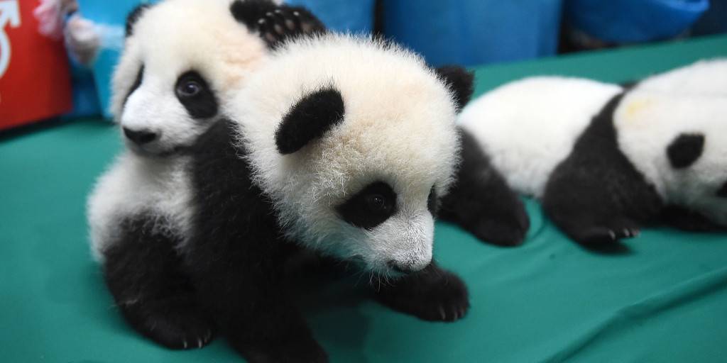 중국 판다 유치원 개학식 | 인스티즈