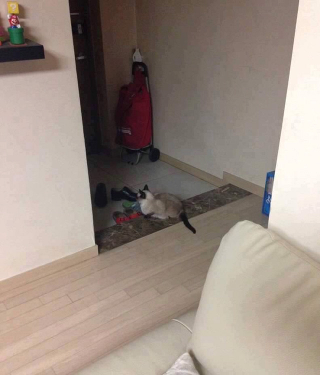 멍멍이때문에 일찍 집에간다하면 보내주라!!광광!! | 인스티즈