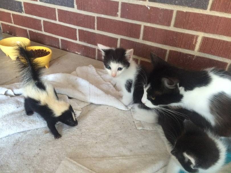 어미고양이와 새끼고양이 | 인스티즈