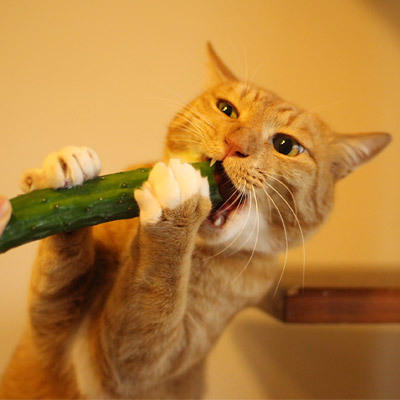 고양이에게 오이를 줘보자! | 인스티즈
