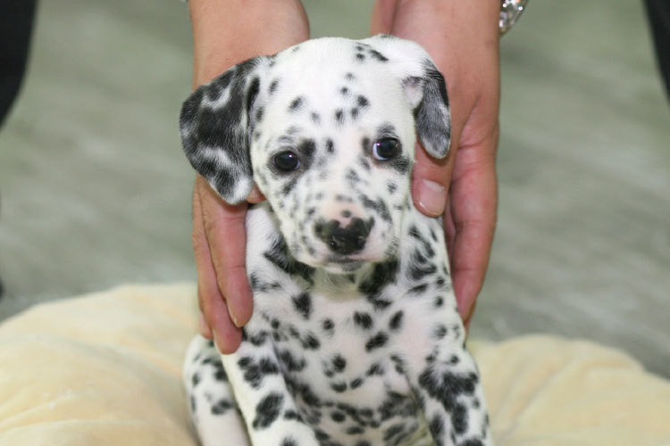 대형견들의 아기때 모습 | 인스티즈