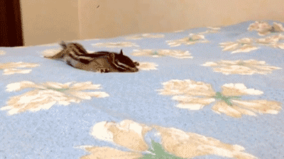 휴일 보내는 다람쥐 | 인스티즈