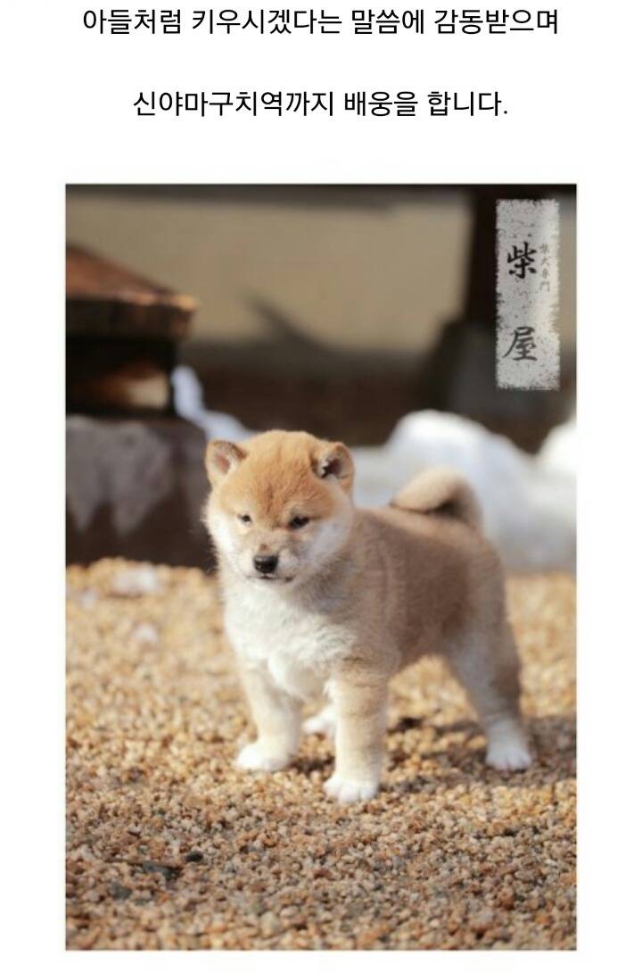 더 이상 한국인에겐 시바견 분양 안하겠다는 일본인 | 인스티즈