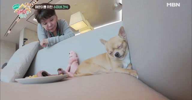 [우리집에해피가왔다] 졸린 척 하는 강아지 해운이.jpgif | 인스티즈