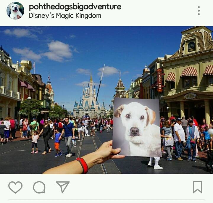 시한부 강아지의 마지막 여행 | 인스티즈