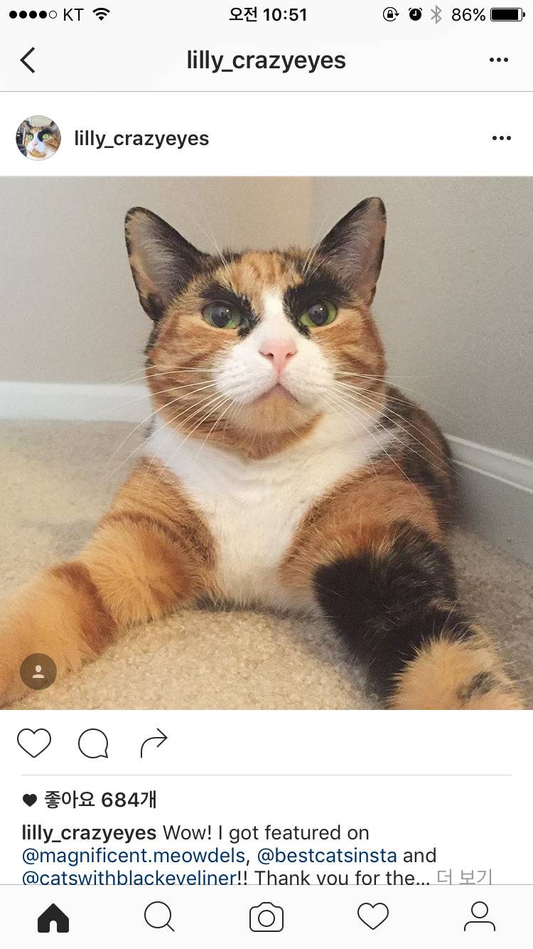 특이하게 생긴 고양이 | 인스티즈