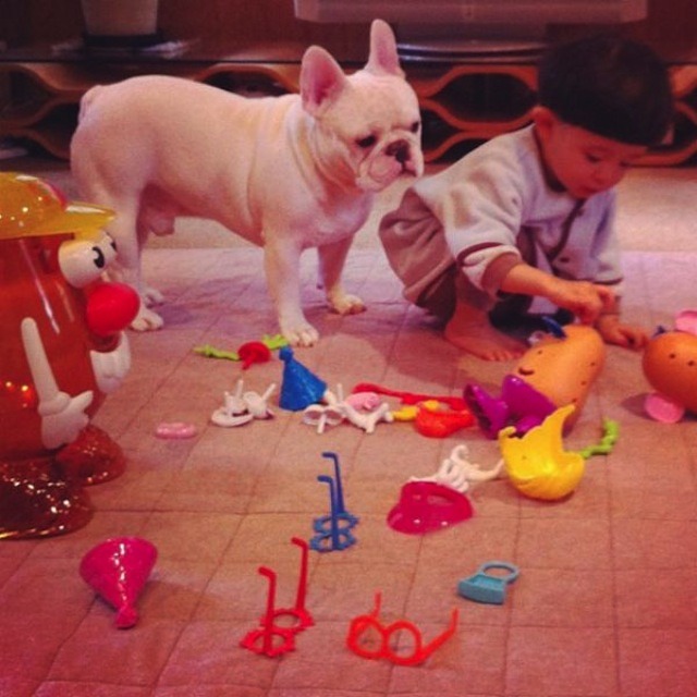 애들과 멍멍이 | 인스티즈