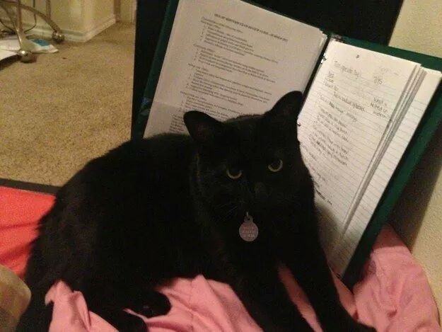 집사들의 시험성적이 안좋은 이유.jpg | 인스티즈