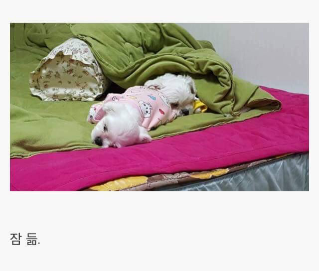 강아지를 키우면 생기는 일.jpg | 인스티즈