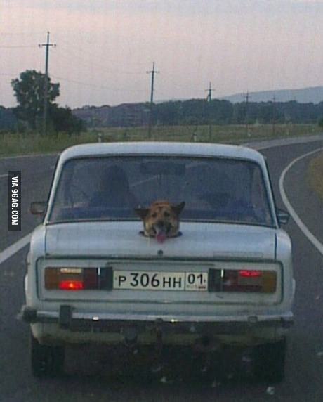 어떤 개 주인이 개조한 차 트렁크 | 인스티즈