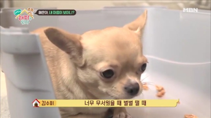 [우리집에해피가왔다] 졸린 척 하는 강아지 해운이.jpgif | 인스티즈