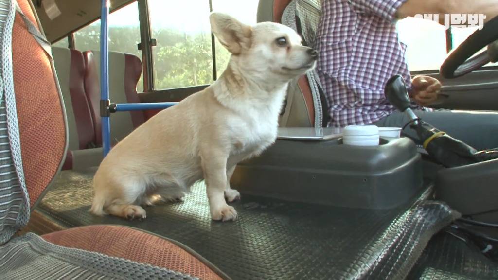 혼자 버스타고 지인 만나러 가는 강아지 상연이.jpg | 인스티즈