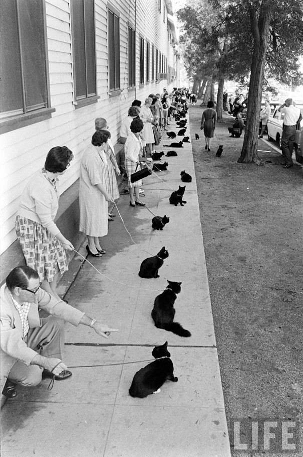 오디션을 기다리고 있는 수많은 검은 고양이들 (1961년 미국) | 인스티즈