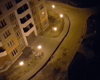 레이저 포인트 로 고양이 놀리기 | 인스티즈