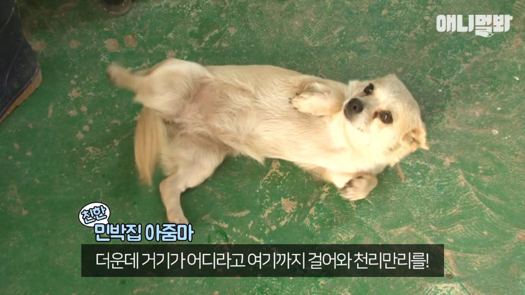 혼자 버스타고 지인 만나러 가는 강아지 상연이.jpg | 인스티즈