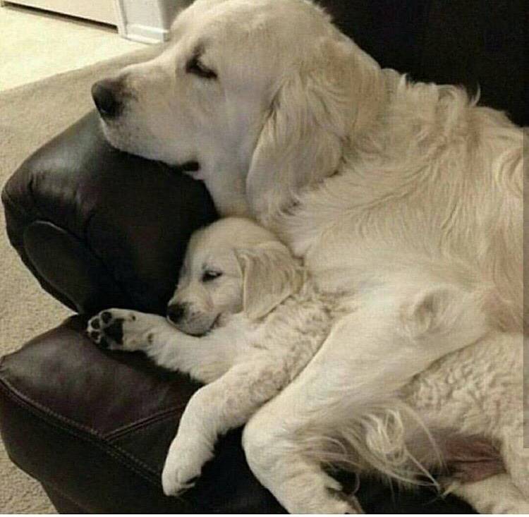 대형견의 매력❤️ (feat.성장과정) | 인스티즈