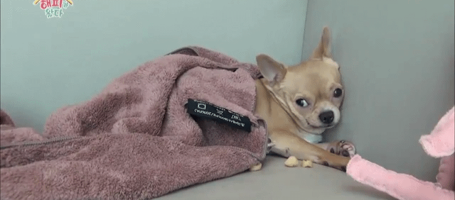 [우리집에해피가왔다] 졸린 척 하는 강아지 해운이.jpgif | 인스티즈