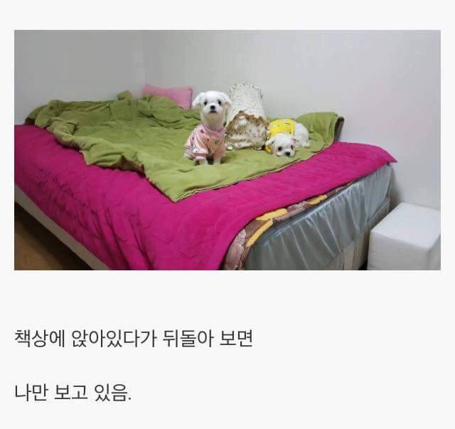 강아지를 키우면 생기는 일.jpg | 인스티즈