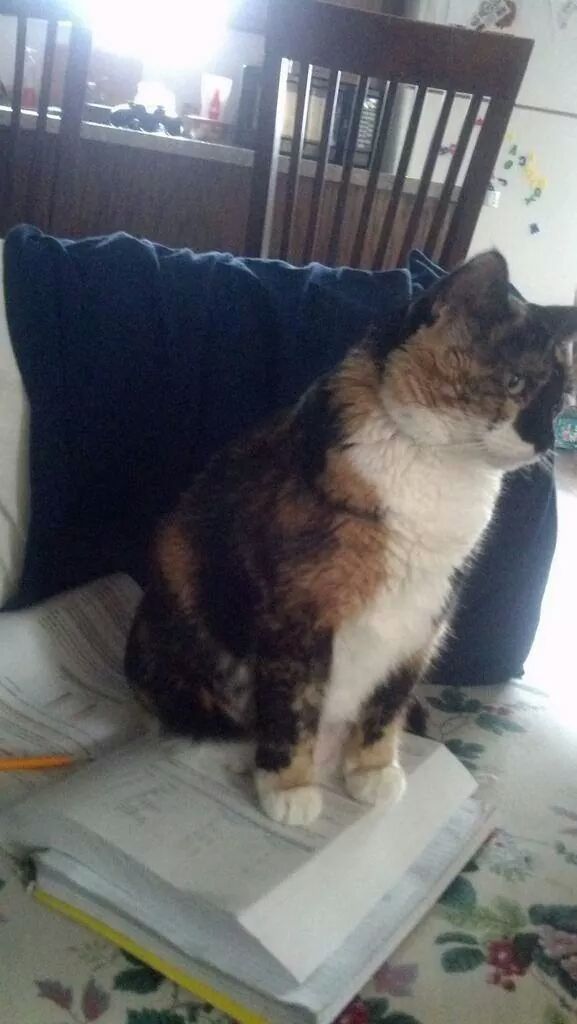 집사들의 시험성적이 안좋은 이유.jpg | 인스티즈