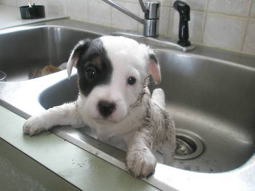 강아지들 첫 목욕.jpg | 인스티즈