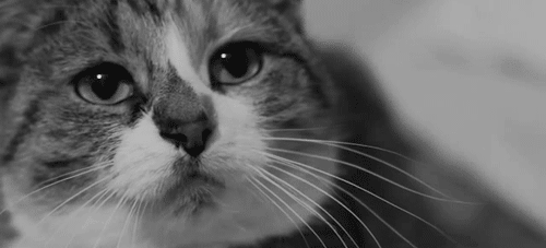 집사가 흔들어주는 장난감에 관심이 없다냥 | 인스티즈